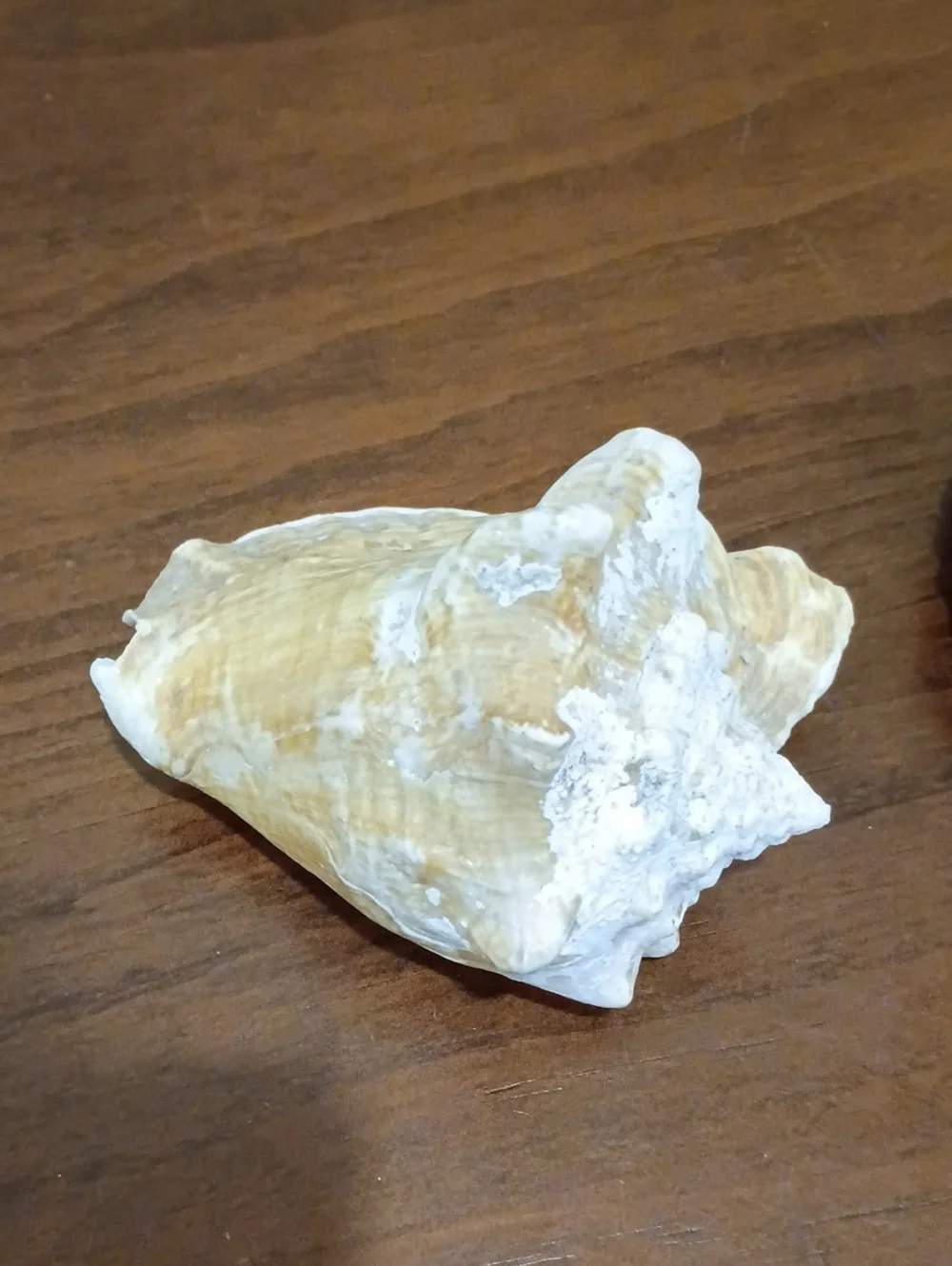 Conch Shells, Set Of 2 - Picture 5 of 10